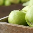 Описание и выращивание сорта яблони гренни смит