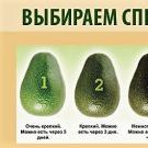 Виды авокадо. Как нарезать авокадо? Способы как резать, чистить и есть авокадо Как порезать авокадо